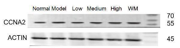 pb9424 ccna2 primary antibodies wb testing 2