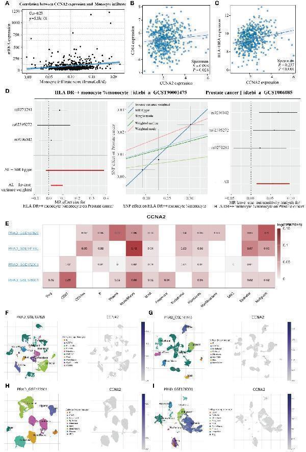 CCNA2 positively correlates with monocyte infiltration levels