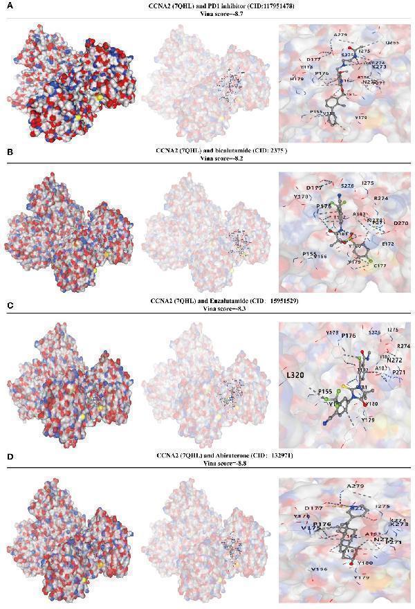 CCNA2 has a high binding capacity to PRAD-targeted drugs