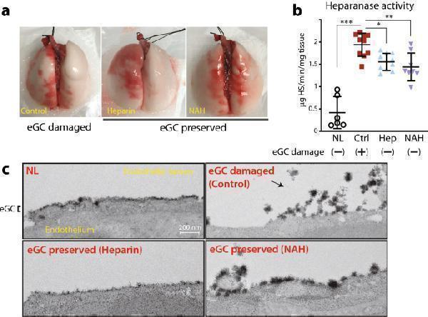 pb9427 41598_2021_91777_fig1_html