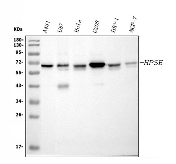 pb9427 hpse primary antibodies wb testing 1