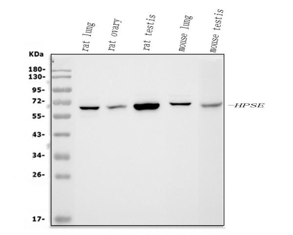 pb9427 hpse primary antibodies wb testing 2