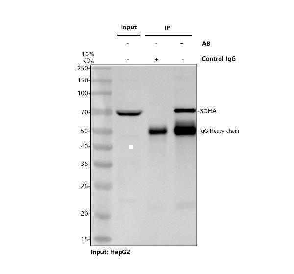 pb9433 sdha primary antibodies ip testing 1