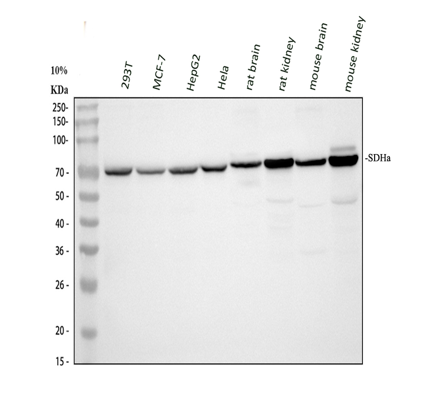 pb9433 sdha primary antibodies wb testing 2