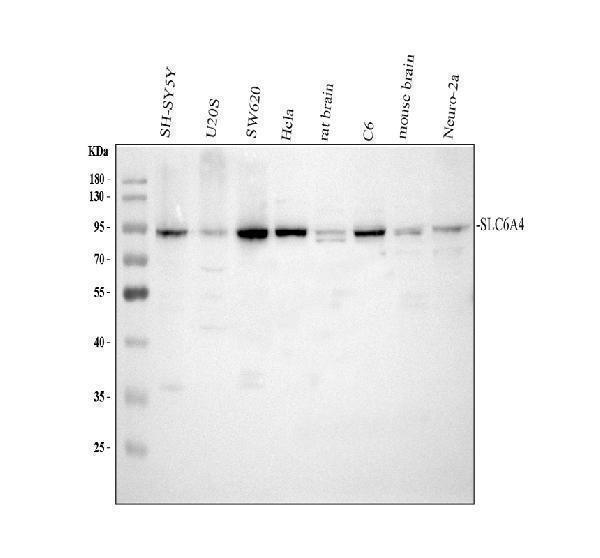  Western blot analysis of SLC6A4 using anti-SLC6A4 antibody (PB9438)
