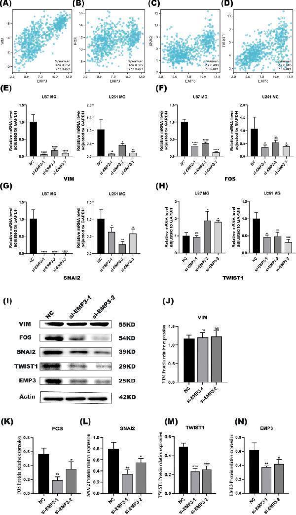 EMP3 affects the malignant phenotype of glioblastoma by promoting the EMT process ( A )-( D )
