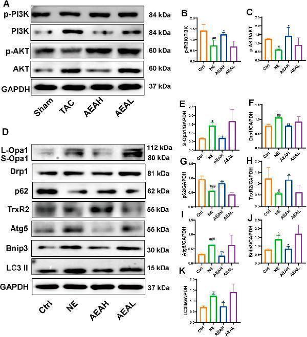 pb9444 fphar 16 1526653 g010