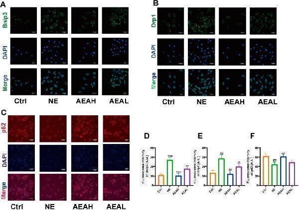 pb9444 fphar 16 1526653 g011