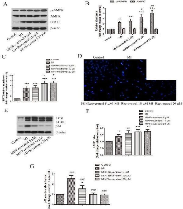 pb9444 ijbms 20 1029 g005