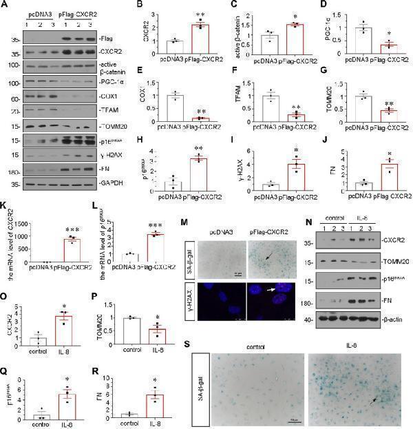 pb9447 fcell 10 862675 g007