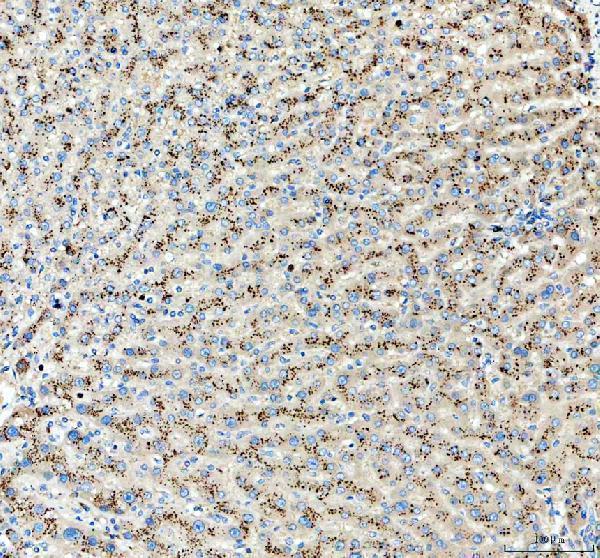 pb9447 mttfa primary antibodies ihc testing 2