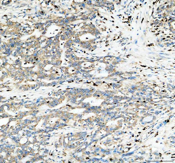 pb9447 mttfa primary antibodies ihc testing 3