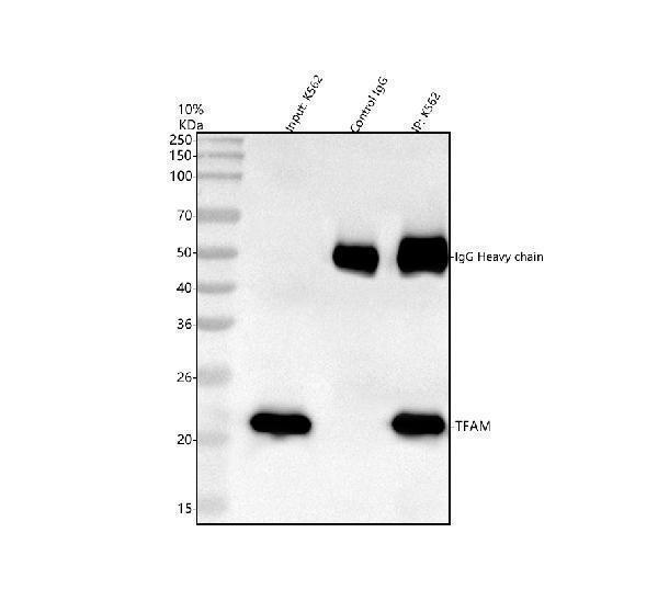 pb9447 mttfa primary antibodies ip testing 5