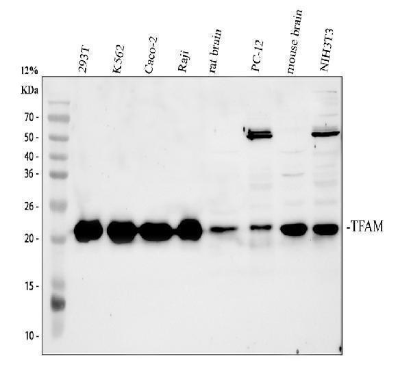 pb9447 mttfa primary antibodies wb testing 1