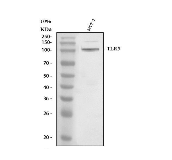 Western blot analysis of TLR5 using anti-TLR5 antibody (PB9451)