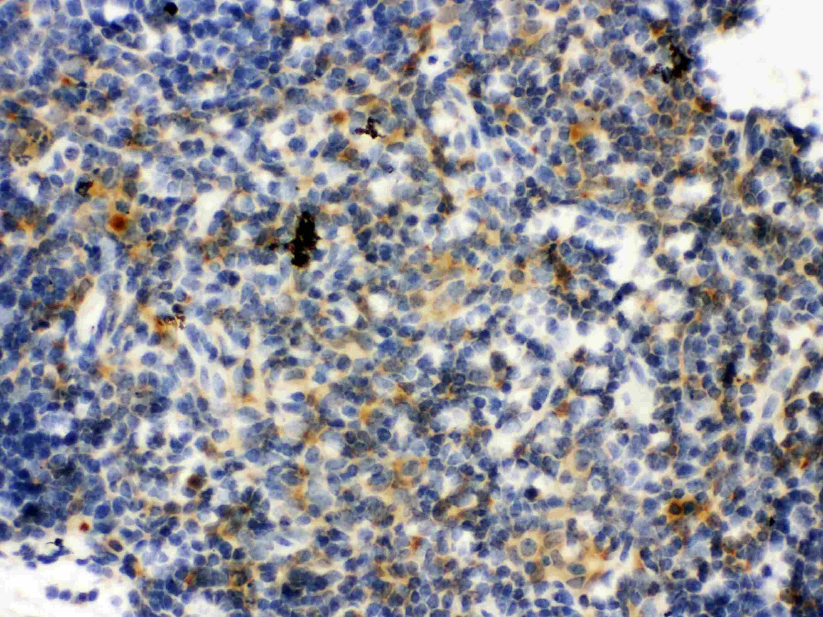 Anti-TLR7 Picoband™ Antibody PB9452