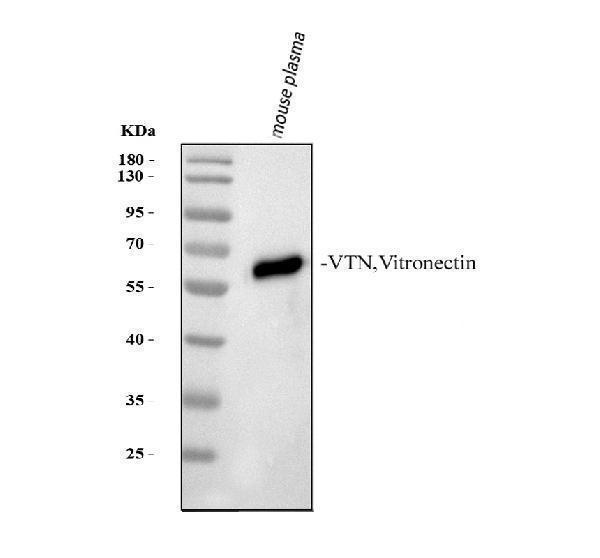 pb9458 vitronectin primary antibodies wb testing 2