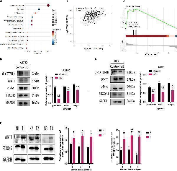 FBXO45 activates the Wnt/β-catenin signaling pathway