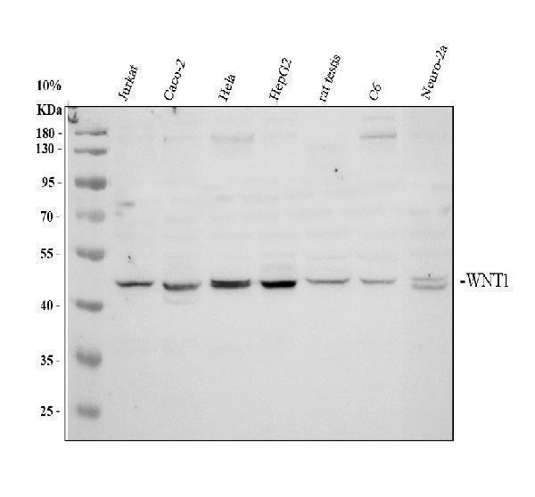 Western blot analysis of Wnt1 using anti-Wnt1 antibody (PB9460)