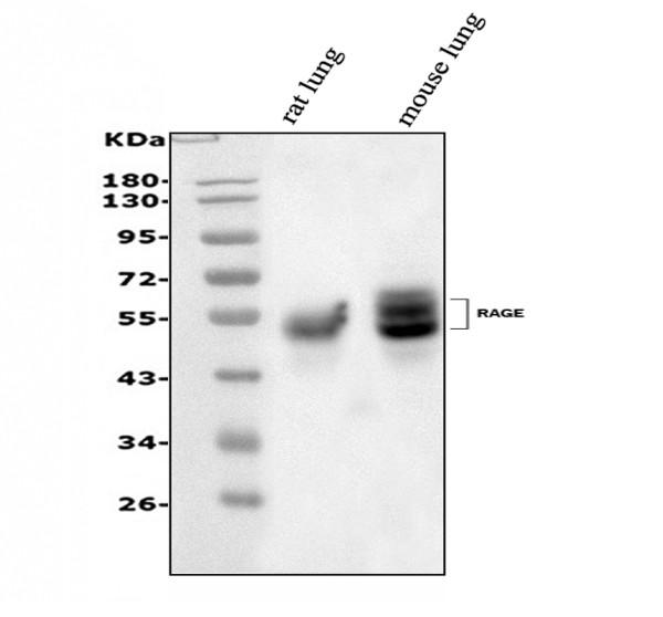 pb9469 ager primary antibodies wb testing 1