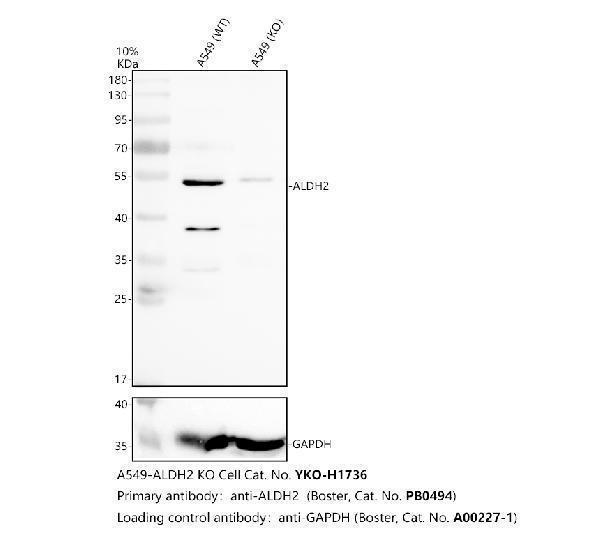 pb9472 aldh2 primary antibodies wb testing 2