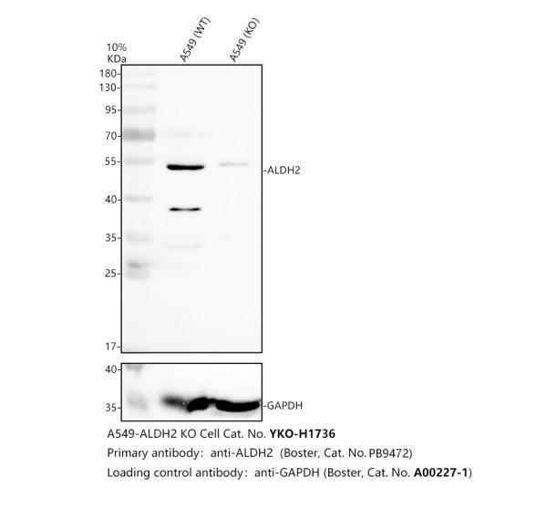 pb9472 aldh2 primary antibodies wb testing 2_1