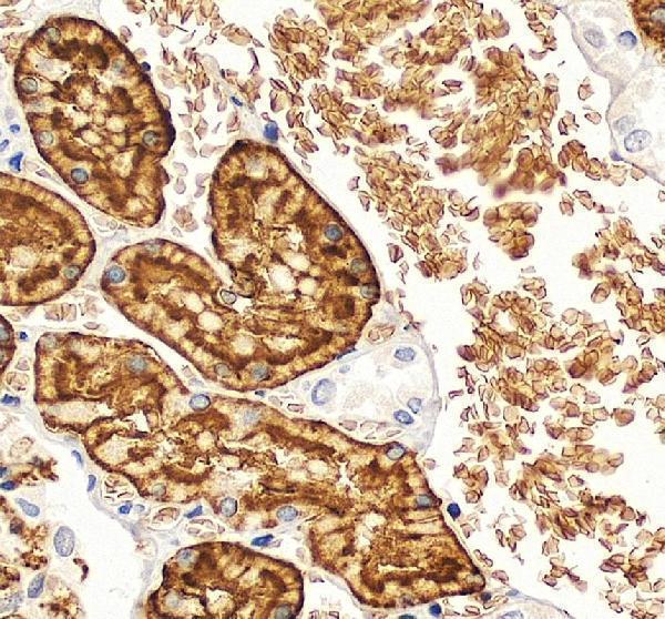 pb9473 aqp1 primary antibodies ihc testing 6