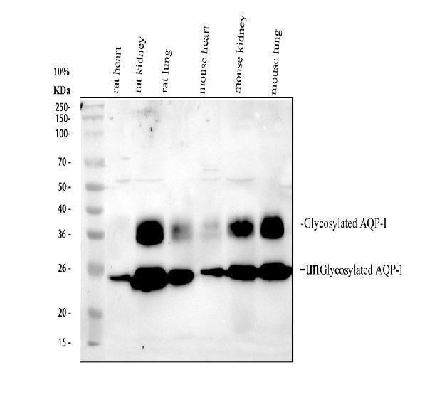 pb9473 aqp1 primary antibodies wb testing 1_1