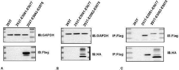 pb9473 fphar 15 1469223 g004