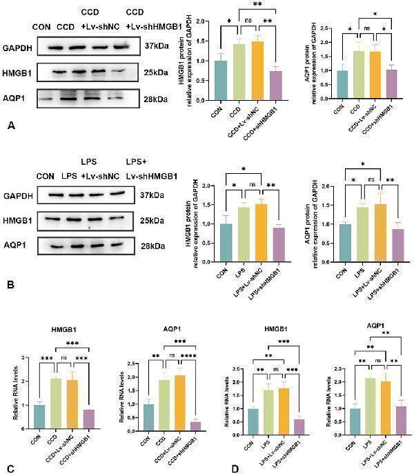 pb9473 fphar 15 1469223 g005