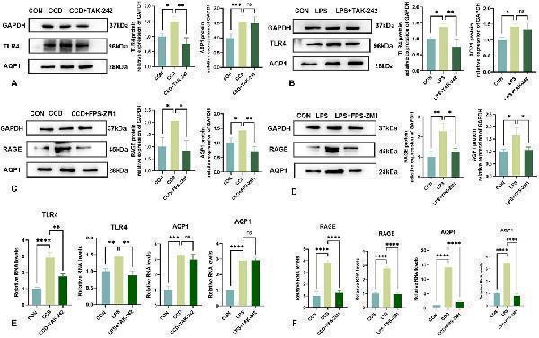 pb9473 fphar 15 1469223 g006