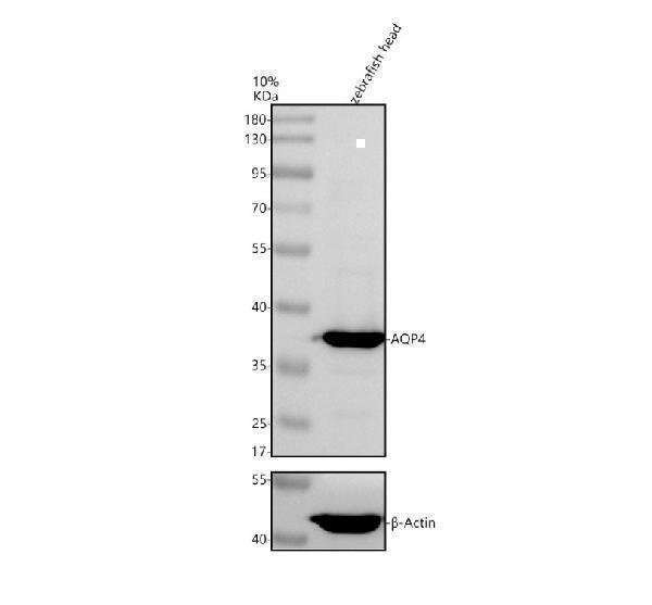 pb9475 aqp4 primary antibodies wb testing 2_2_
