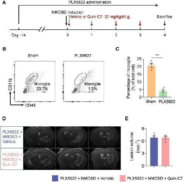 Microglia contribute to the benefit of FPR2 antagonism in NMOSD mice