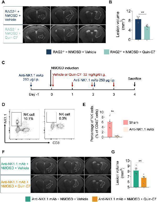 T cells, B cells and NK cells are not involved in the benefit of FPR2 antagonism in NMOSD mice