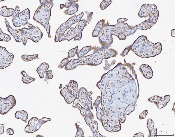 pb9483 atxn2 primary antibodies ihc testing 5