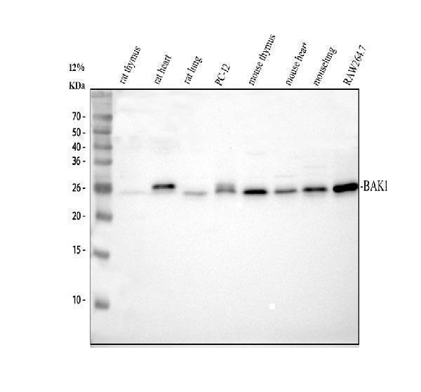 pb9484 bak primary antibodies wb testing 2
