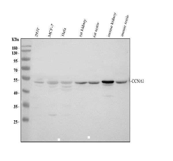 pb9485 ccna1 primary antibodies wb testing 1_1