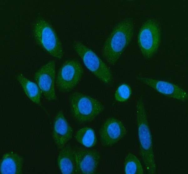 pb9486 cd46 primary antibodies if testing 2