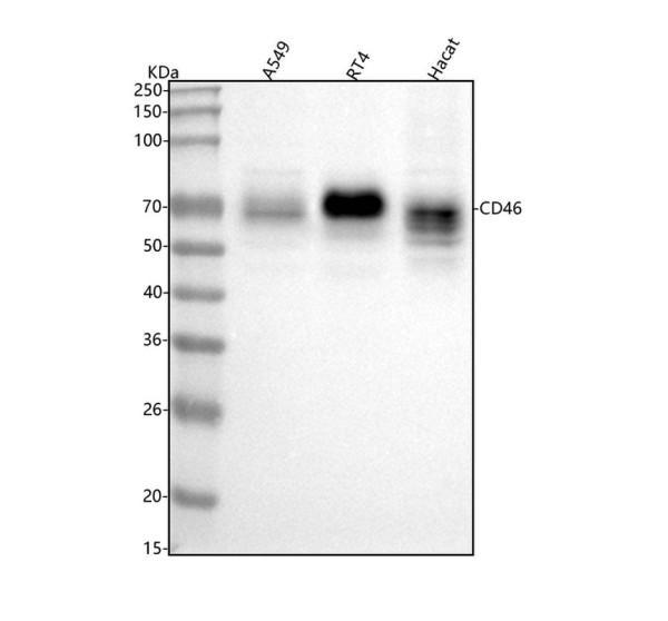 pb9486 cd46 primary antibodies wb testing 1_1