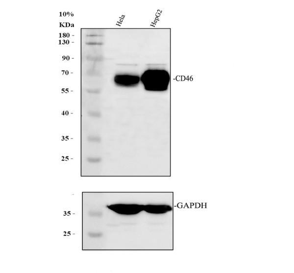 pb9486 cd46 primary antibodies wb testing 2