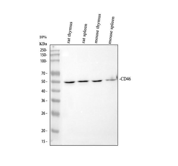 pb9486 cd46 primary antibodies wb testing 3