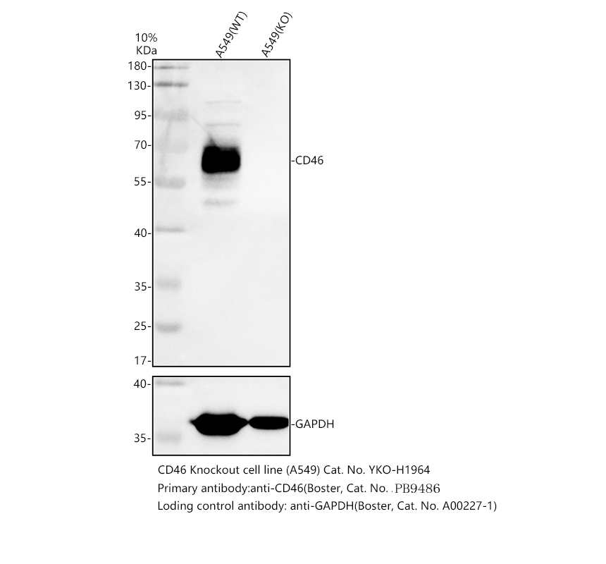 pb9486 cd46 primary antibodies wb testing 4