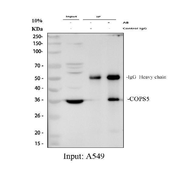 pb9490 cops5 primary antibodies ip testing 1