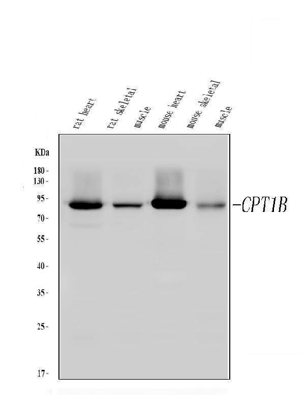 pb9491 cpt1b primary antibodies wb testing 1