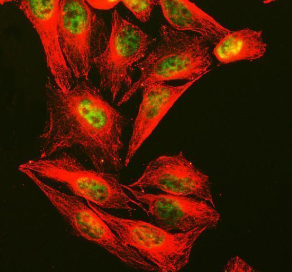 pb9493 ctcf primary antibodies if testing 2