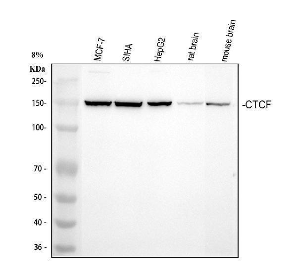 pb9493 ctcf primary antibodies wb testing 1_1