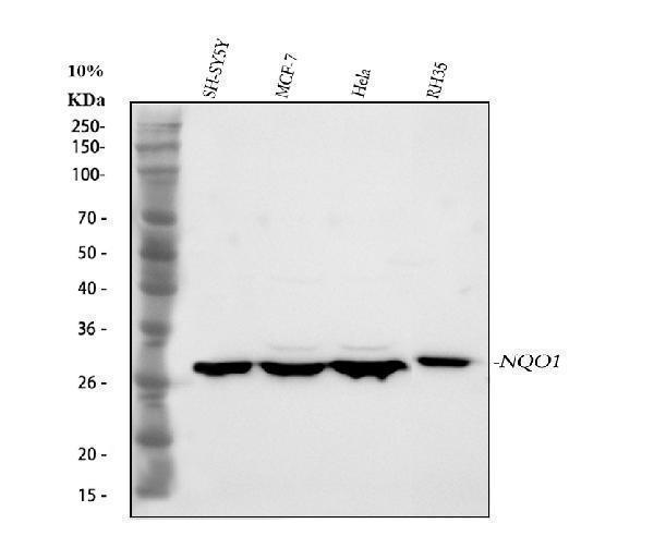 pb9497 nqo1 primary antibodies wb testing 1