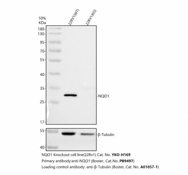 pb9497 nqo1 primary antibodies wb testing 2_1