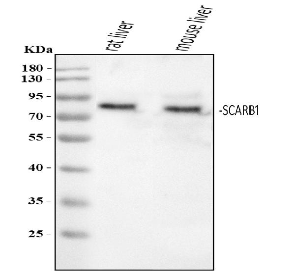 Figure 1. Western blot analysis of SCARB1 using anti-SCARB1 antibody (PB9502). Electrophoresis was performed on a 5-20% SDS-PAGE gel at 70V (Stacking gel) / 90V (Resolving gel) for 2-3 hours. The sample well of each lane was loaded with 30 ug of sample under reducing conditions. Lane 1: rat liver tissue lysates, Lane 2: mouse liver tissue lysates. After electrophoresis, proteins were transferred to a nitrocellulose membrane at 150 mA for 50-90 minutes. Blocked the membrane with 5% non-fat milk/TBS for 1.5 hour at RT. The membrane was incubated with rabbit anti-SCARB1 antigen affinity purified polyclonal antibody (Catalog # PB9502) at 0.5 microg/mL overnight at 4°C, then washed with TBS-0.1%Tween 3 times with 5 minutes each and probed with a goat anti-rabbit IgG-HRP secondary antibody at a dilution of 1:5000 for 1.5 hour at RT. The signal is developed using an Enhanced Chemiluminescent detection (ECL) kit (Catalog # EK1002) with Tanon 5200 system. A specific band was detected for SCARB1 at approximately 85 kDa. The expected band size for SCARB1 is at 57 kDa.