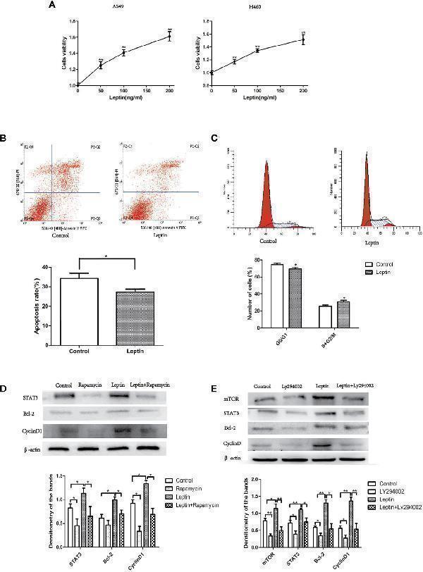 pb9511 fonc 11 620993 g005
